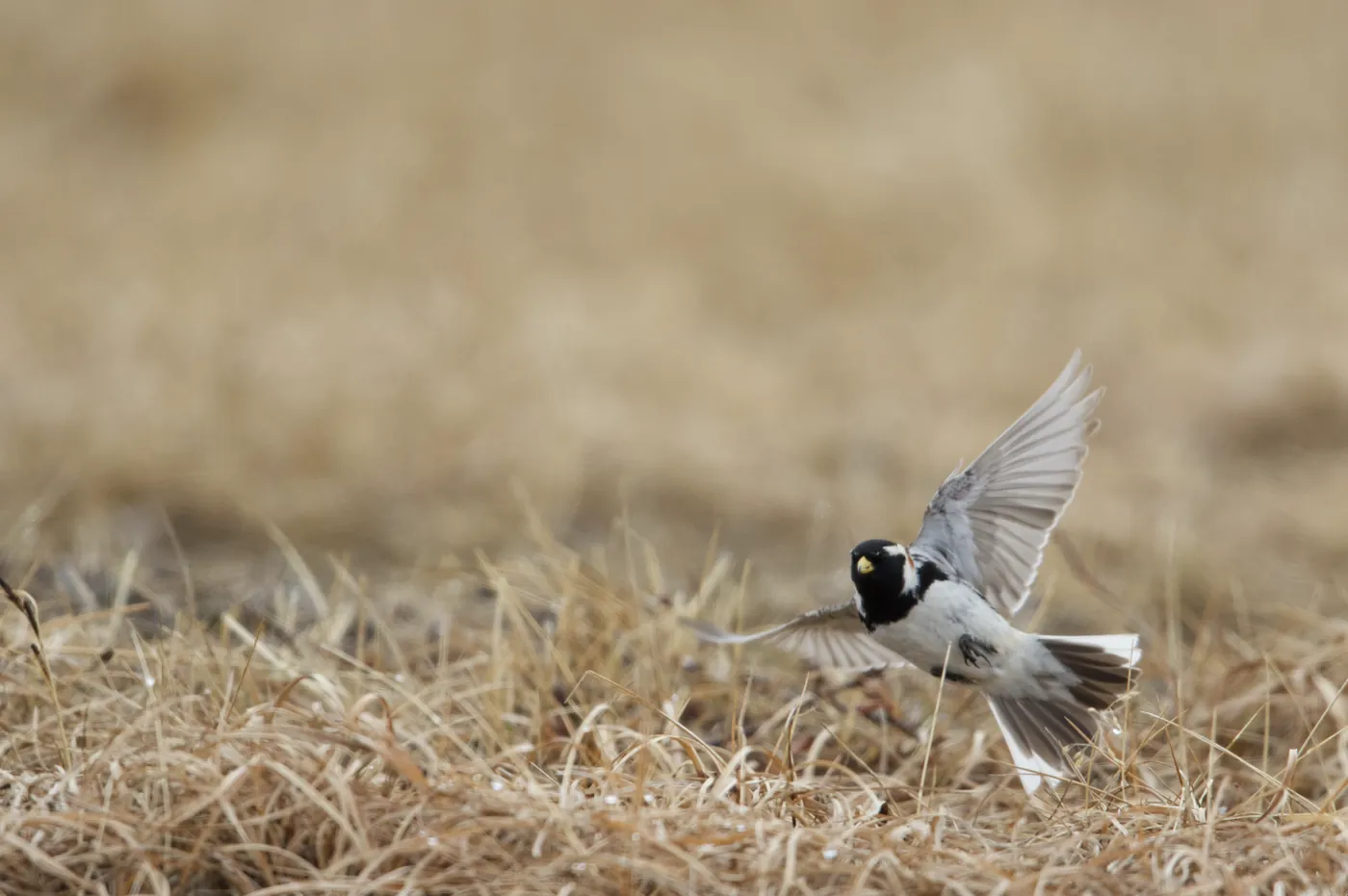 Lapland Longspur