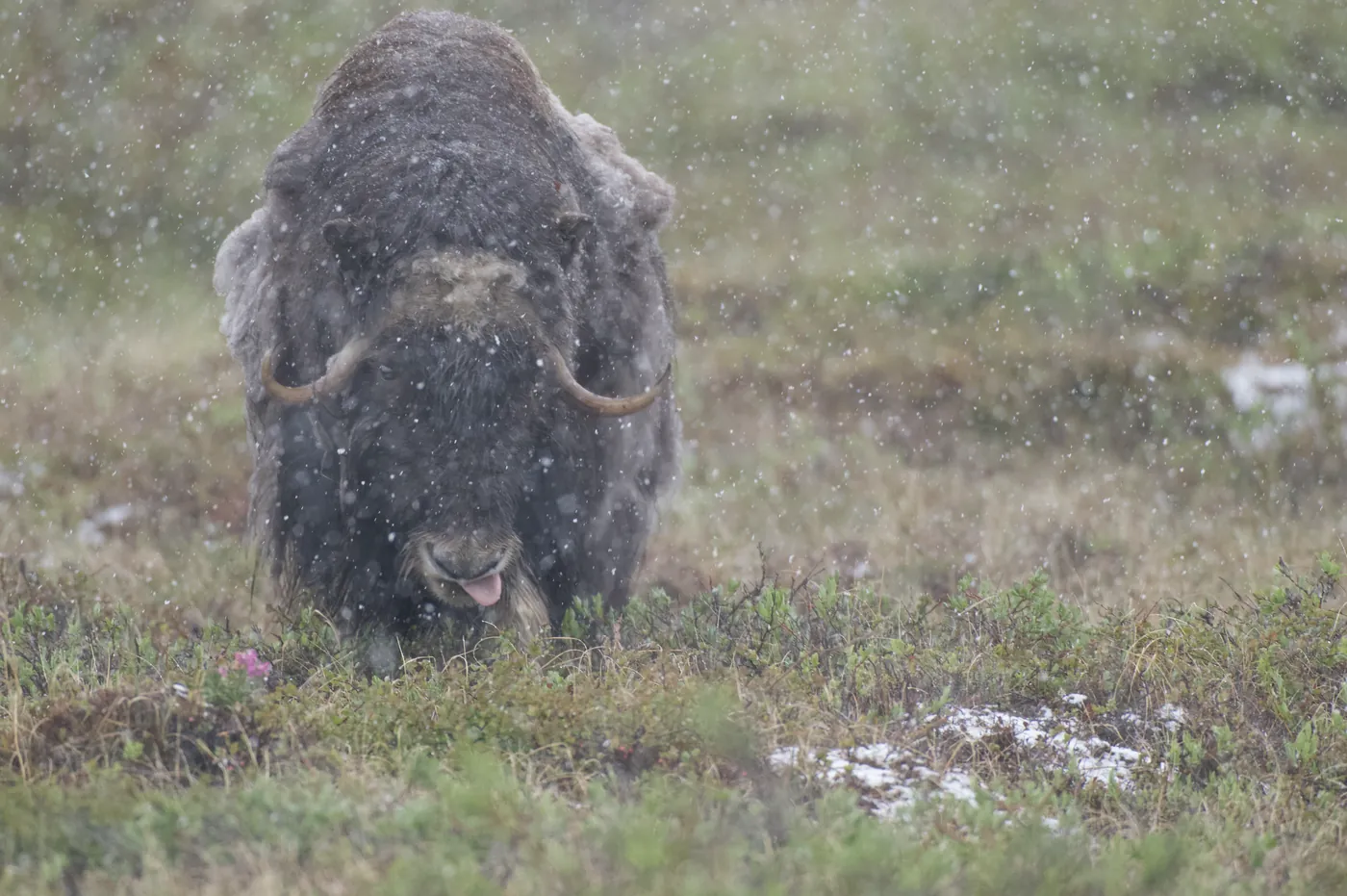 Musk Ox