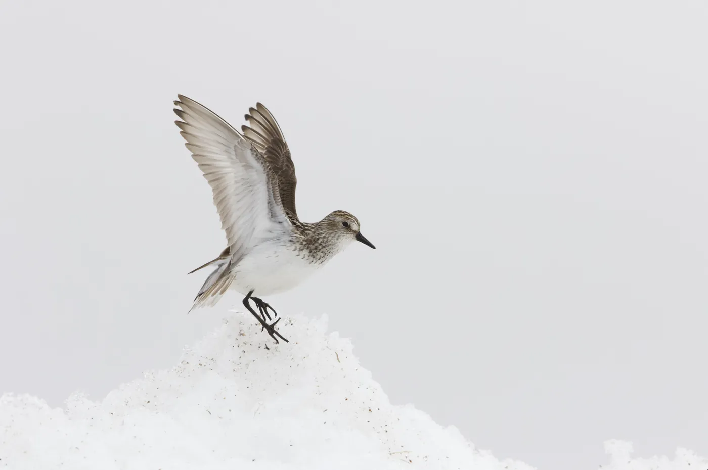 Semipalmated Sandpiper