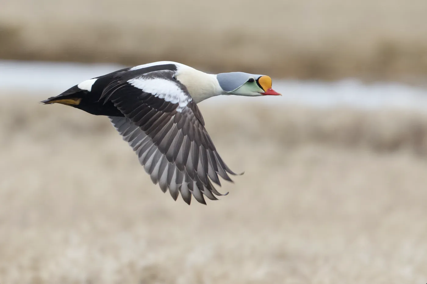King Eider