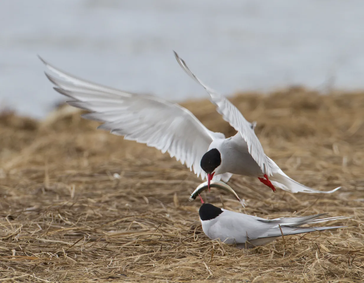Arctic Tern