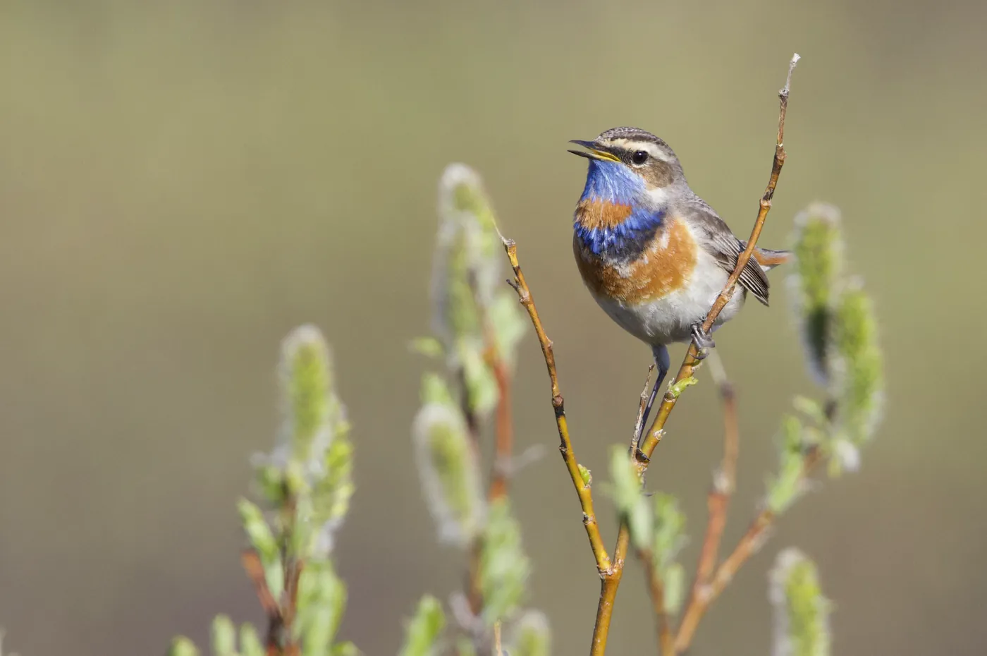 Bluethroat