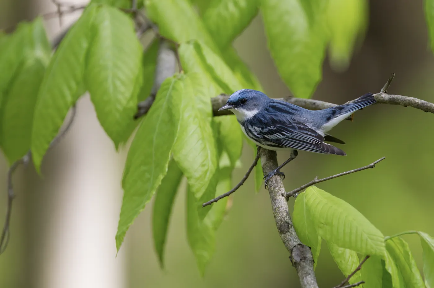 Cerulean Warbler