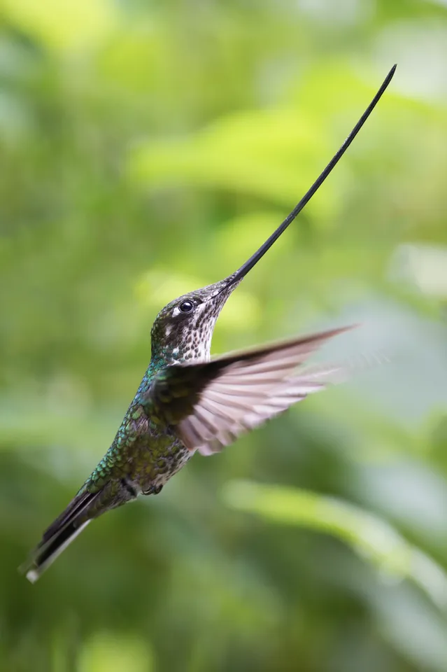 Sword-Billed Hummingbird