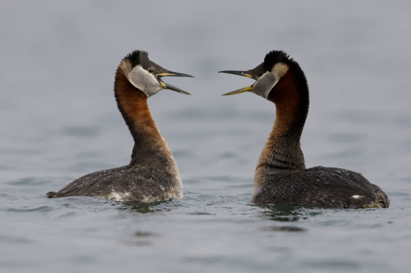 Red-necked Grebe