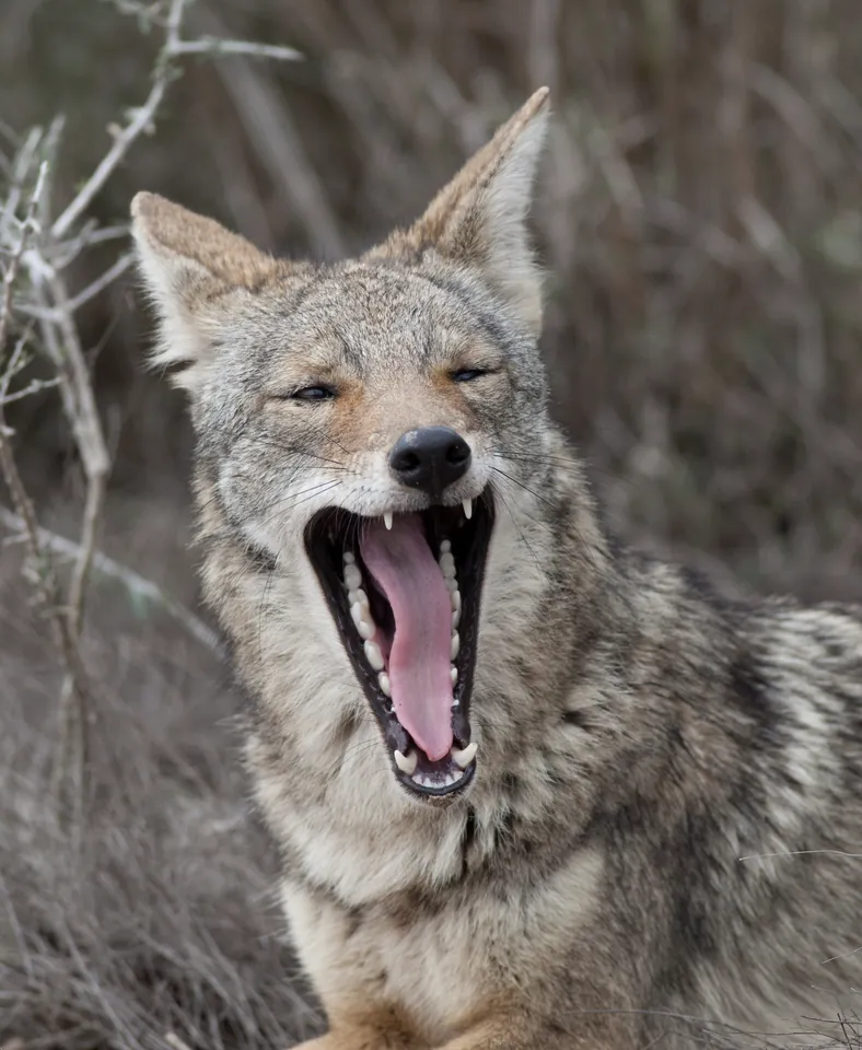 Coyote